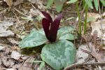 PICTURES/Pigeon Mountain - Wildflowers in The Pocket/t_Trailing Trillium1.JPG